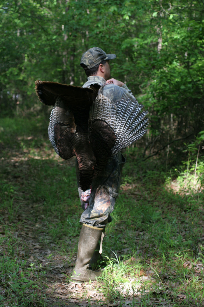 A hunter carrying a turkey over his shoulder walks away from the camera into a brushy area.